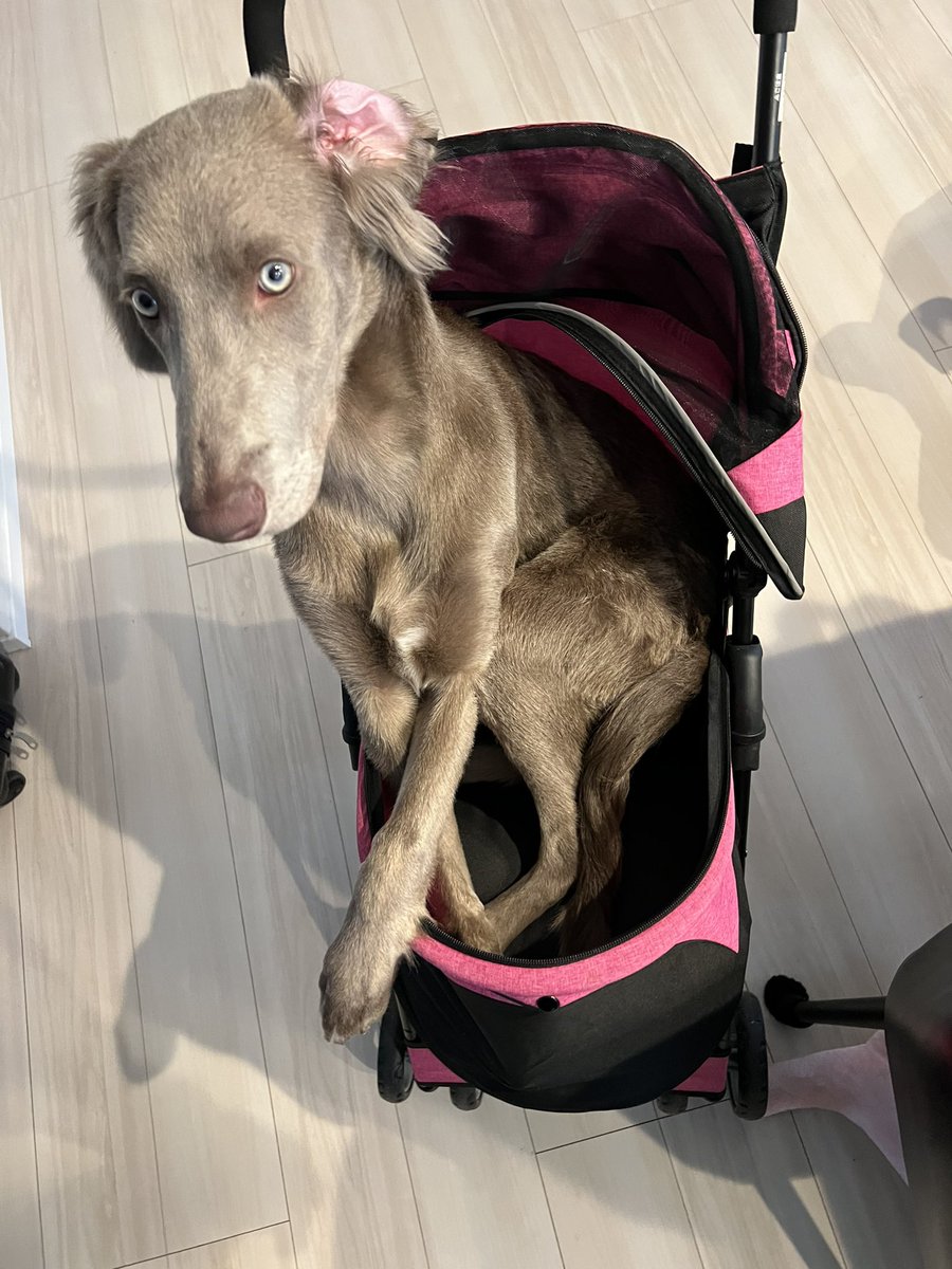 明日はずっっと楽しみにしてたインターペット😭

シェリ用のカートを借りたらエマの方がお気に召したようで💦

何時頃着いていた方がいいとか、これ絶対買ってってものあったら教えてください🙇‍♀️

#インターペット #インターペット2023 #東京ビッグサイト