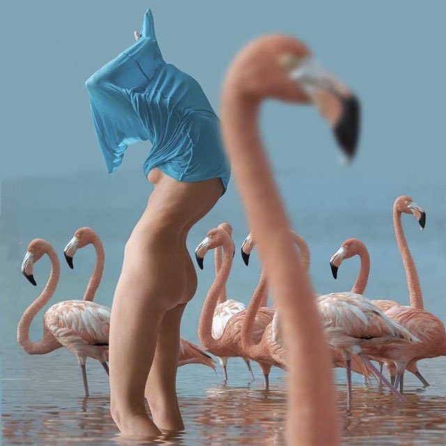 Pink Flamingos