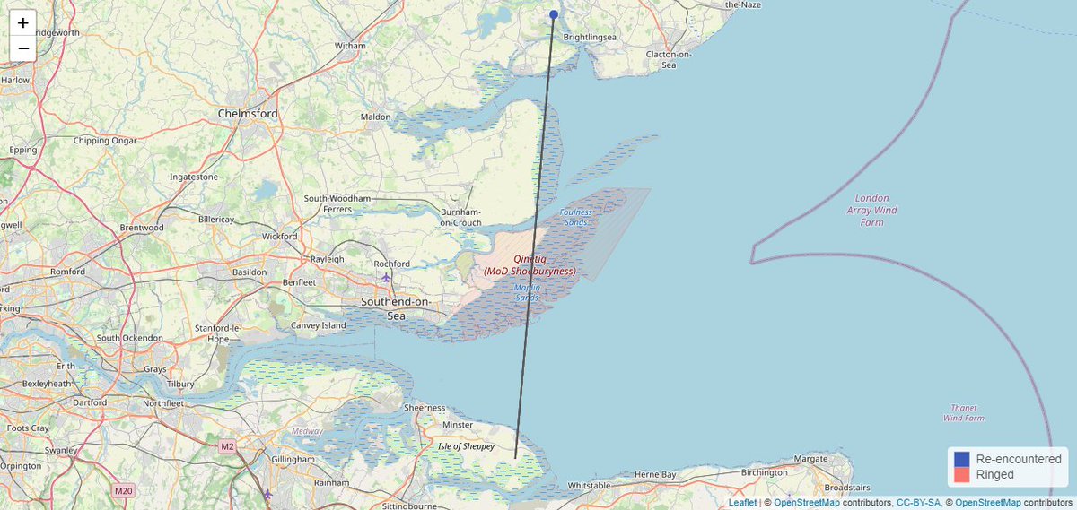 This Black Tailed Godwit was ringed in Kent in Nov 2016, seen in Kent in January 2017 but has only been seen in Essex since (2021,2022 and now 2023). last sighting was 2308 days after ringing, that is over six years.