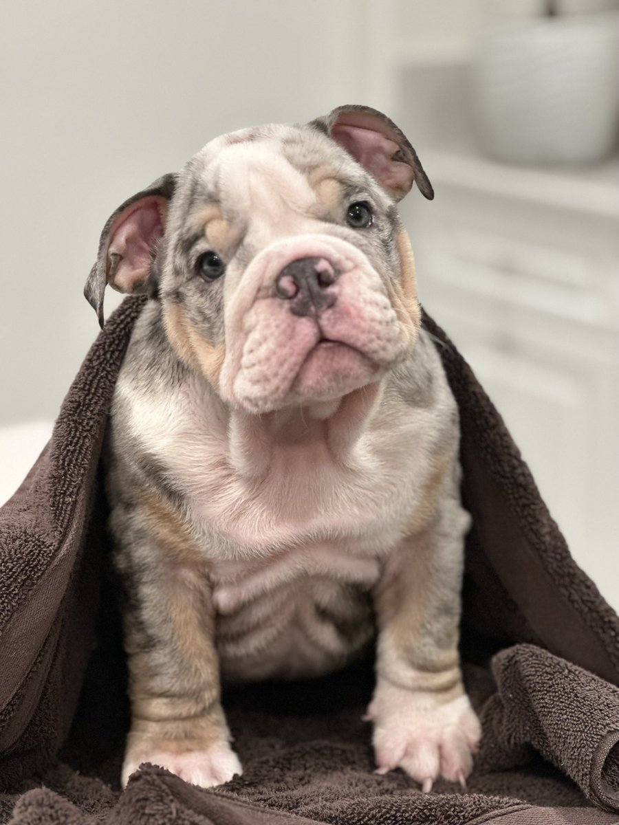 eric5280's tweet image. Going to Los Angeles with LouLou to pick up this guy!