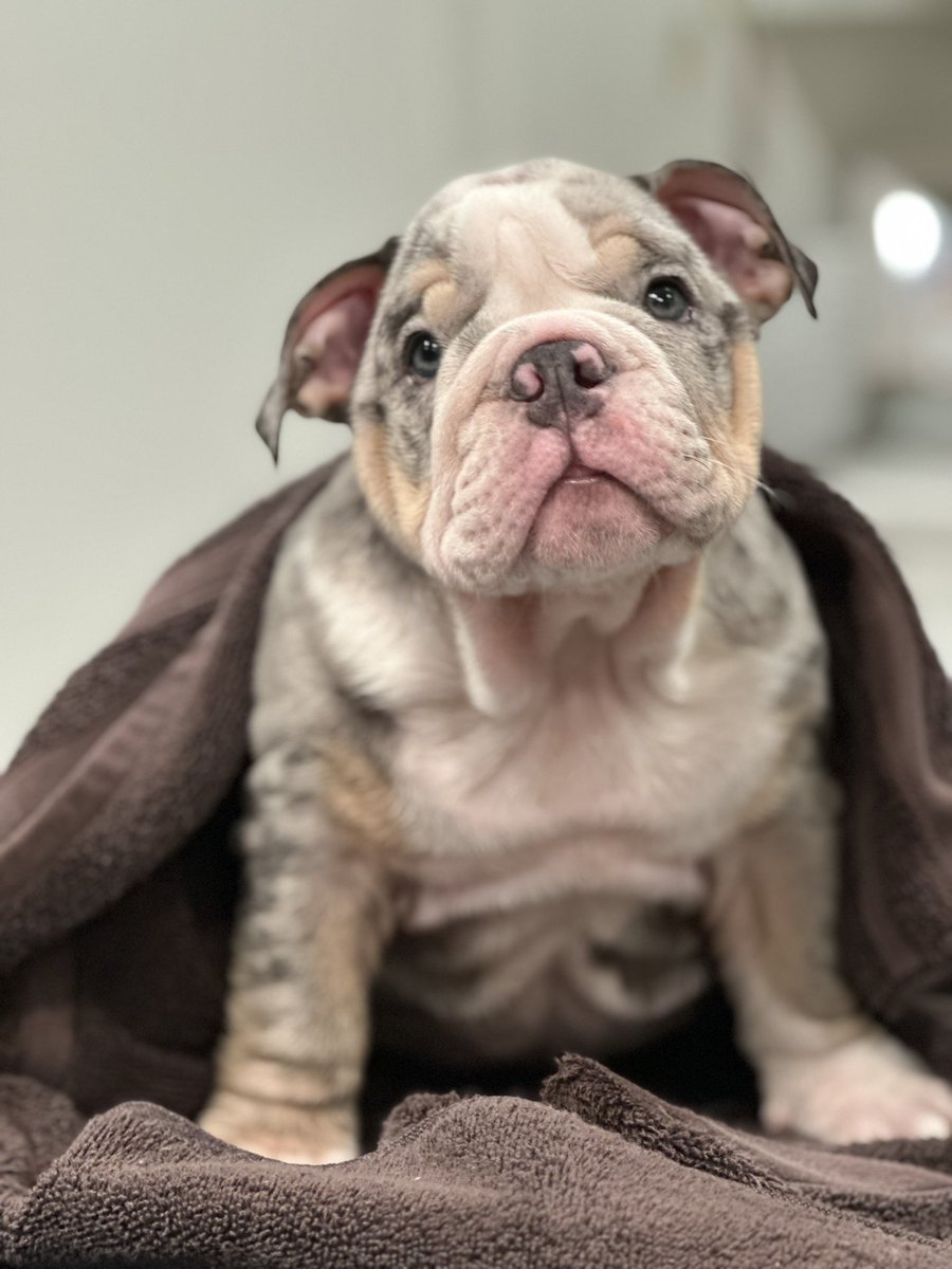 eric5280's tweet image. Going to Los Angeles with LouLou to pick up this guy!