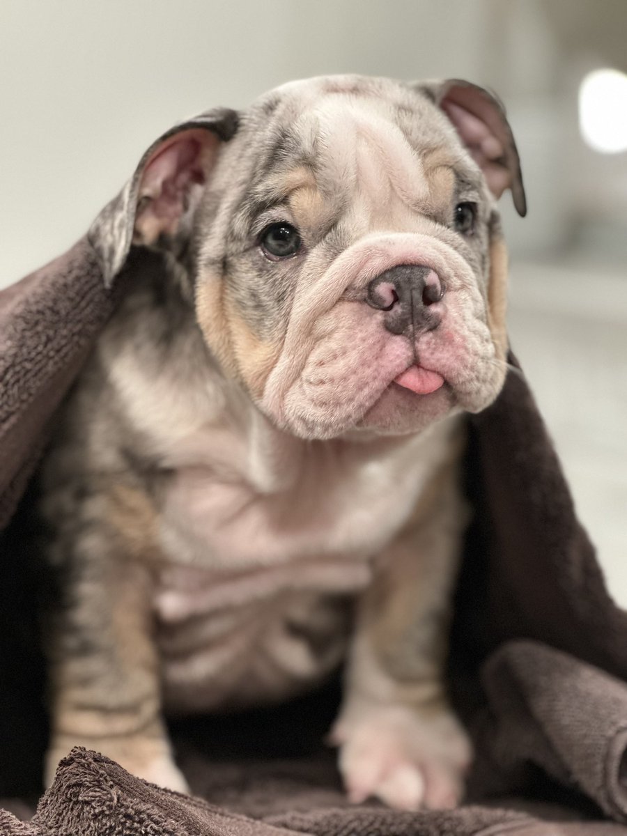 eric5280's tweet image. Going to Los Angeles with LouLou to pick up this guy!