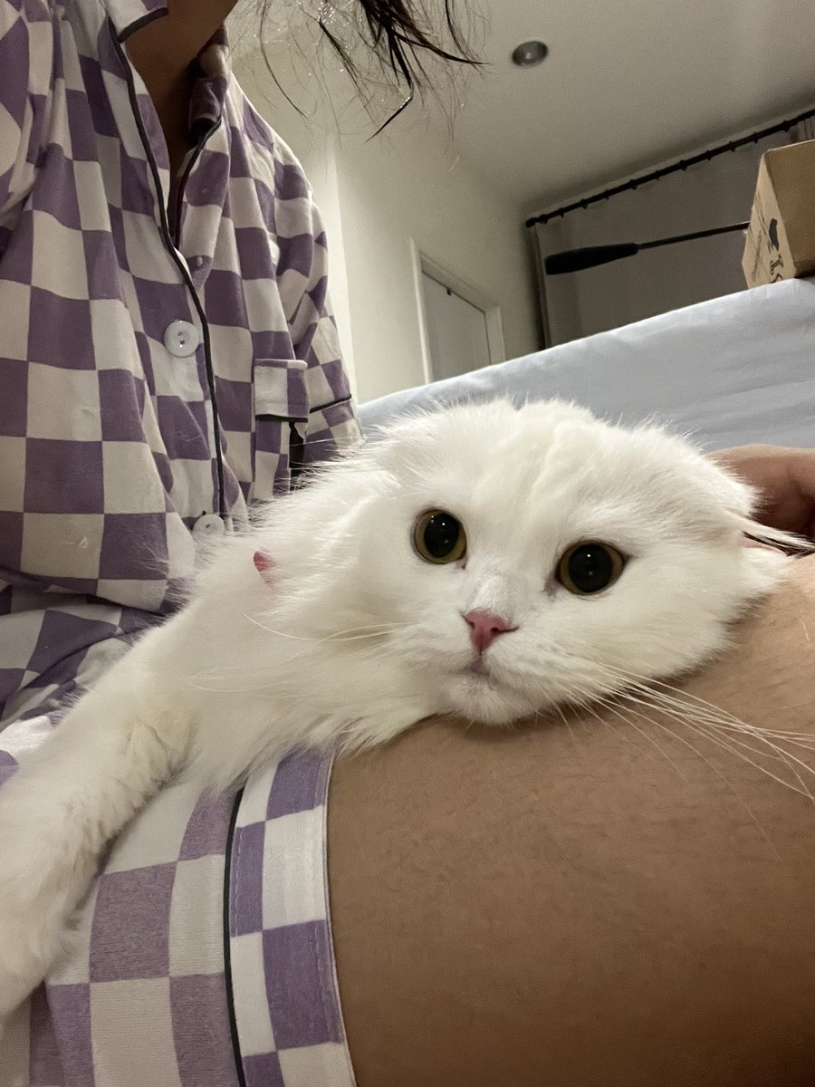 ૮꒰˵• ﻌ •˵꒱ა tweet media