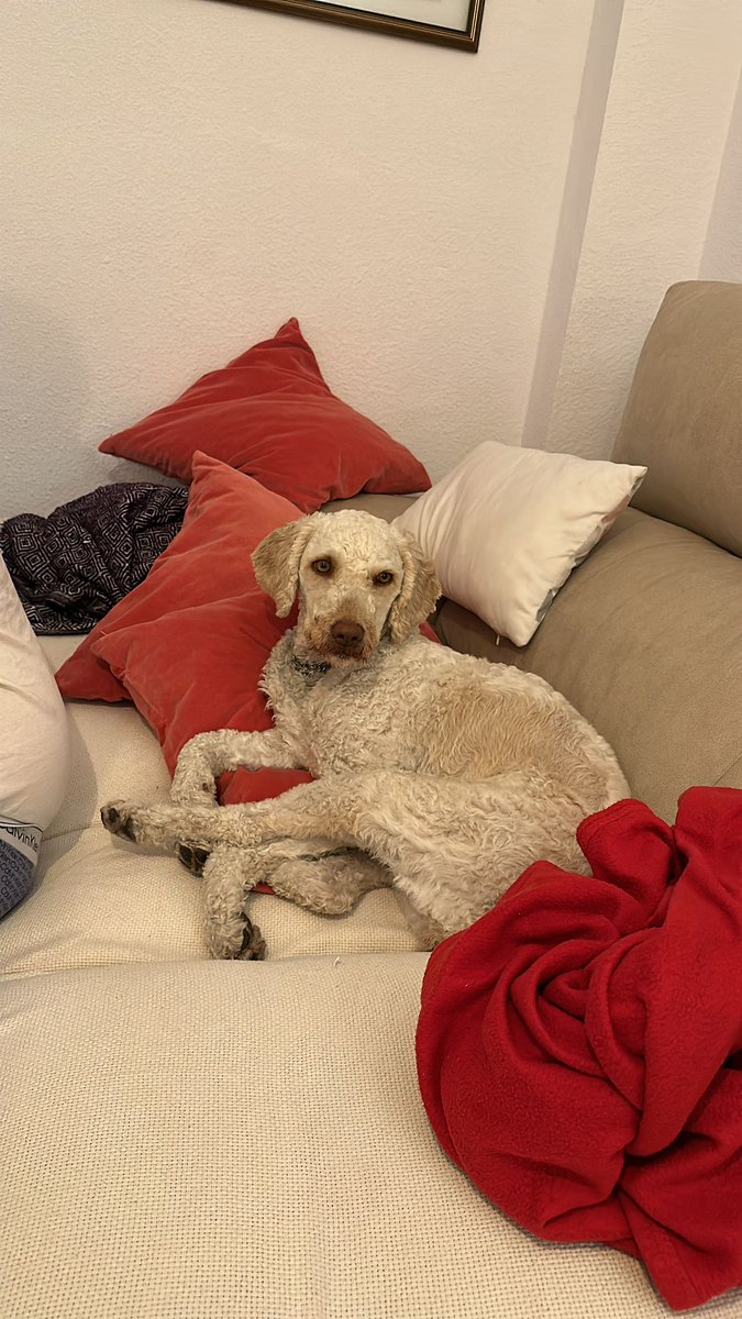 JorgeJimnez's tweet photo. Se ha escapado Gala, nuestra perrita turca blanca, con ojos amarillento claros, desapareció ayer por la zona de Urb. El Sol de Alcolea, por favor si alguien la encuentra que me escriba. https://t.co/oROpH6GgXi