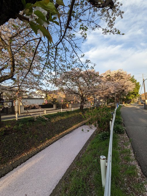 『京都怪異物件の謎』の発売を前にして、書店さん巡り中その道中、所沢を流れる『東川（あずまがわ）』の桜並木を通過散り始めで