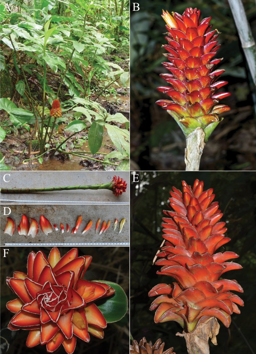 Not one, not two, but eighteen ❗️ #newspecies of #spiralginger have been described in a new study. This comes in preparation of a full taxonomic revision of the Neotropical genera of #Costaceae: doi.org/10.3897/phytok… @Naturalis_Sci @unb_oficial @Cornell