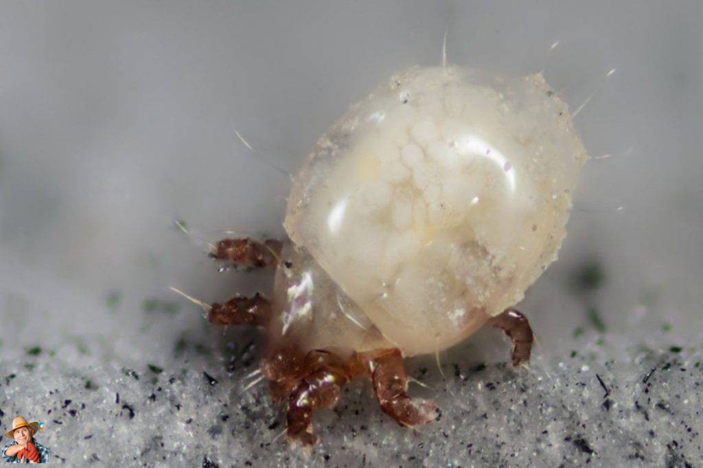 potatosystem1's tweet photo. BulbMites: Understanding and Controlling Infestations
BulbMites #PlantPest #Horticulture #PlantHealth #Pesticides #CulturalManagement #CropRotation #InfestationControl Bulb mites, also known as Rhizoglyphus spp., are a common pest in the horticulture in...
https://t.co/KmPCQg4G35 https://t.co/Outotbvpvc