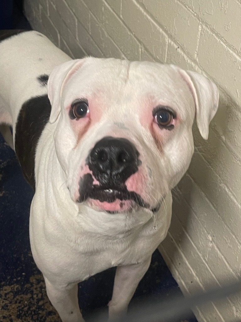 Please retweet to help Matty find a home #BIRKENHEAD #LIVERPOOL #UK 

Staffordshire Bull Terrier aged 3. Found as a stray he can live with children aged 14+. He may be able to live with another dog. Contact the shelter for more. 

DETAILS or APPLY👇
fobk.org.uk/dogs/d2023006-…
#dogs