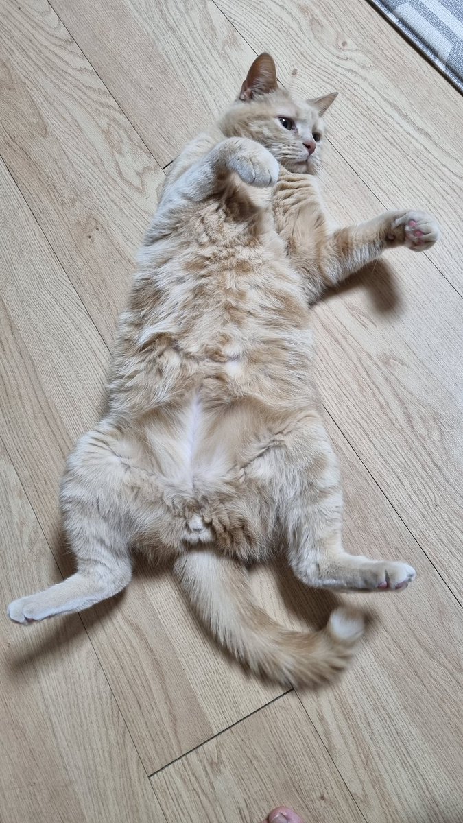 캣휠 돌리고 나면 맨날 눕는 게 누나랑 똑같네...........