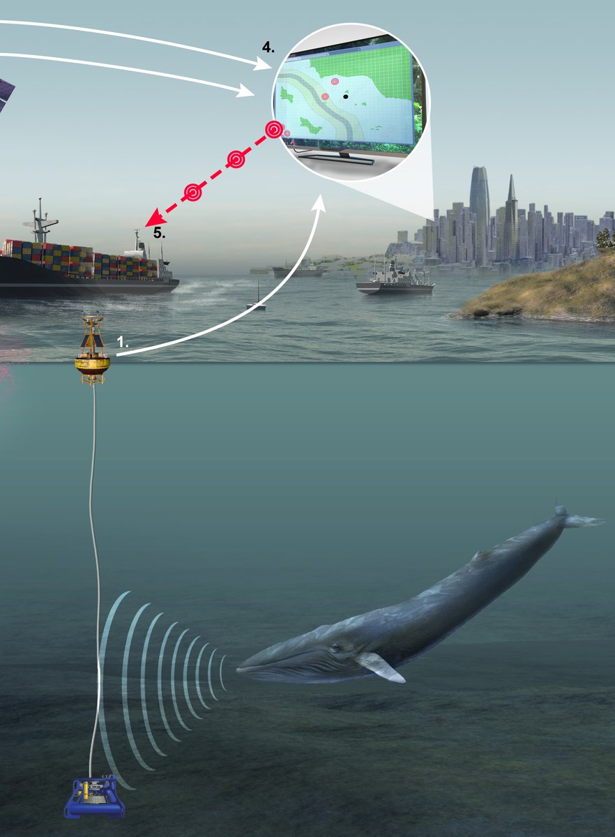 Douglas McCauley, director of @UCSBenioffOcean, cooperated with shipping companies to create a sonar system called #whalesafe, which alerts ships of whale locations in the San Francisco bay.

Art for @UCSBenioffOcean by Nicolle R. Fuller, SayoStudio.