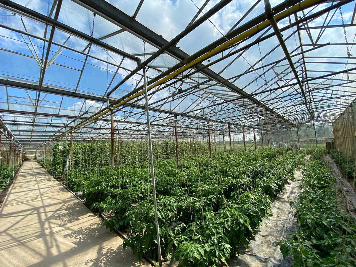 Op zondag 2 april is het tijd voor Kom in de Kas. Dit jaar kun je in de regio Arnhem-Nijmegen het tuinbouwgebied Groessen-Loo bezoeken. Daar openen tussen 11.00 en 17.00 uur verschillende tuinders hun kassen. Kijk op komindekas.nl/locaties/arnhe… voor meer informatie.