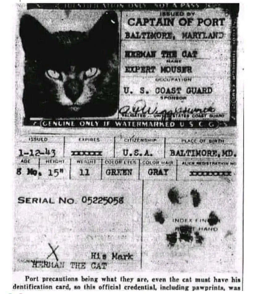 BmoreCityDOT's tweet photo. The cats that sailed on ships until the mid-20th century to catch rodents had passports signed with a paw print. • Reference: https://t.co/h0l5rj5ZiZ https://t.co/QWB0mByskm