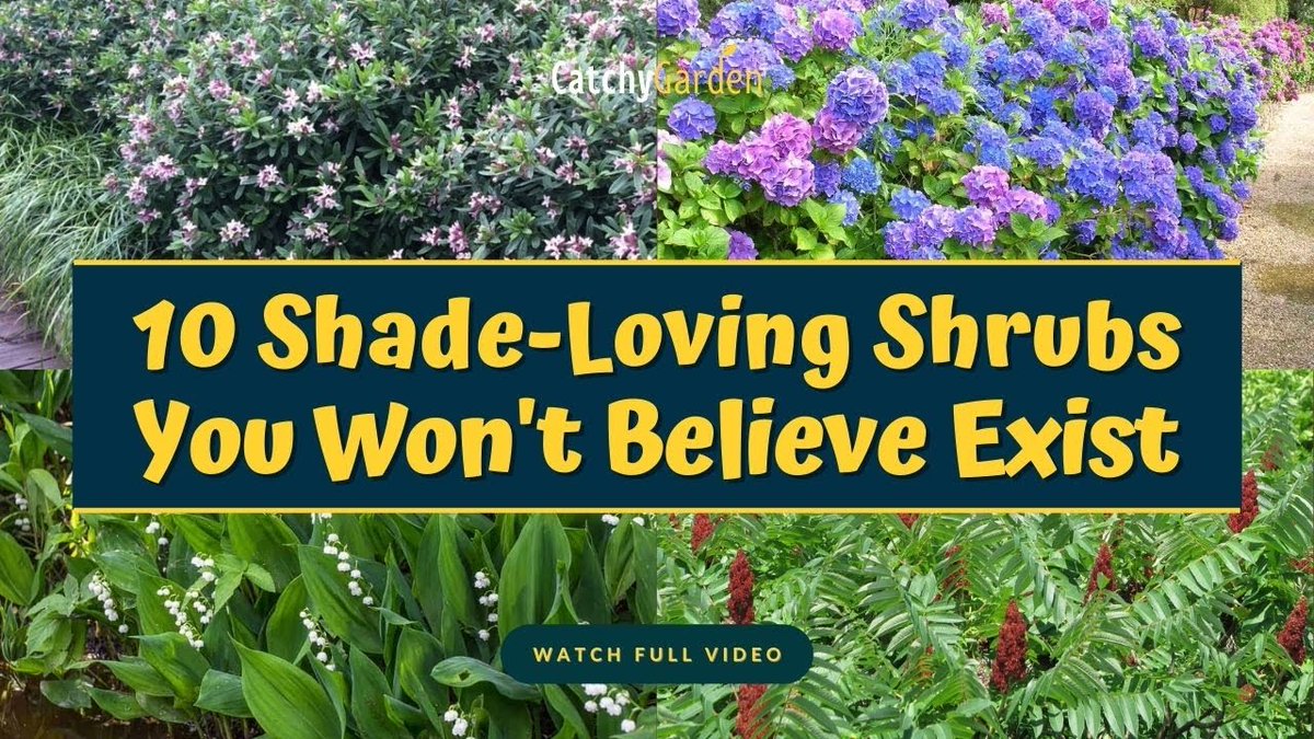 10 Best Shade Loving #Shrubs ...
 
#AutumnGarden #BorderPlant #ClausDalby #CreeksideNursery #FloweringShrubs
 
allforgardening.com/428325/10-best…
