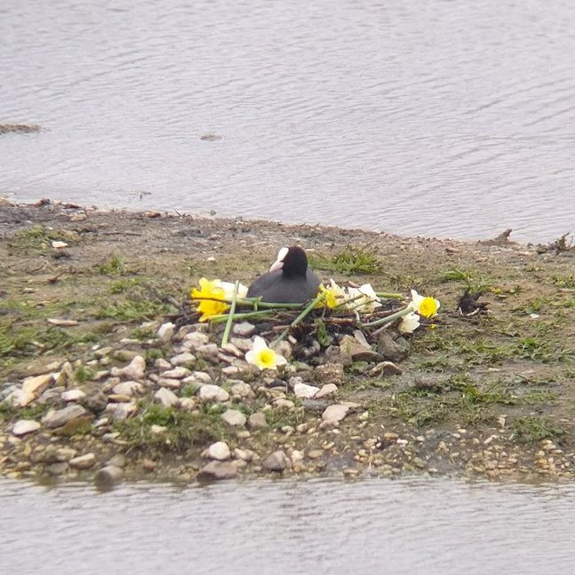 Our coots are more aesthetic than your coots.

📷 @Leanne418Tough