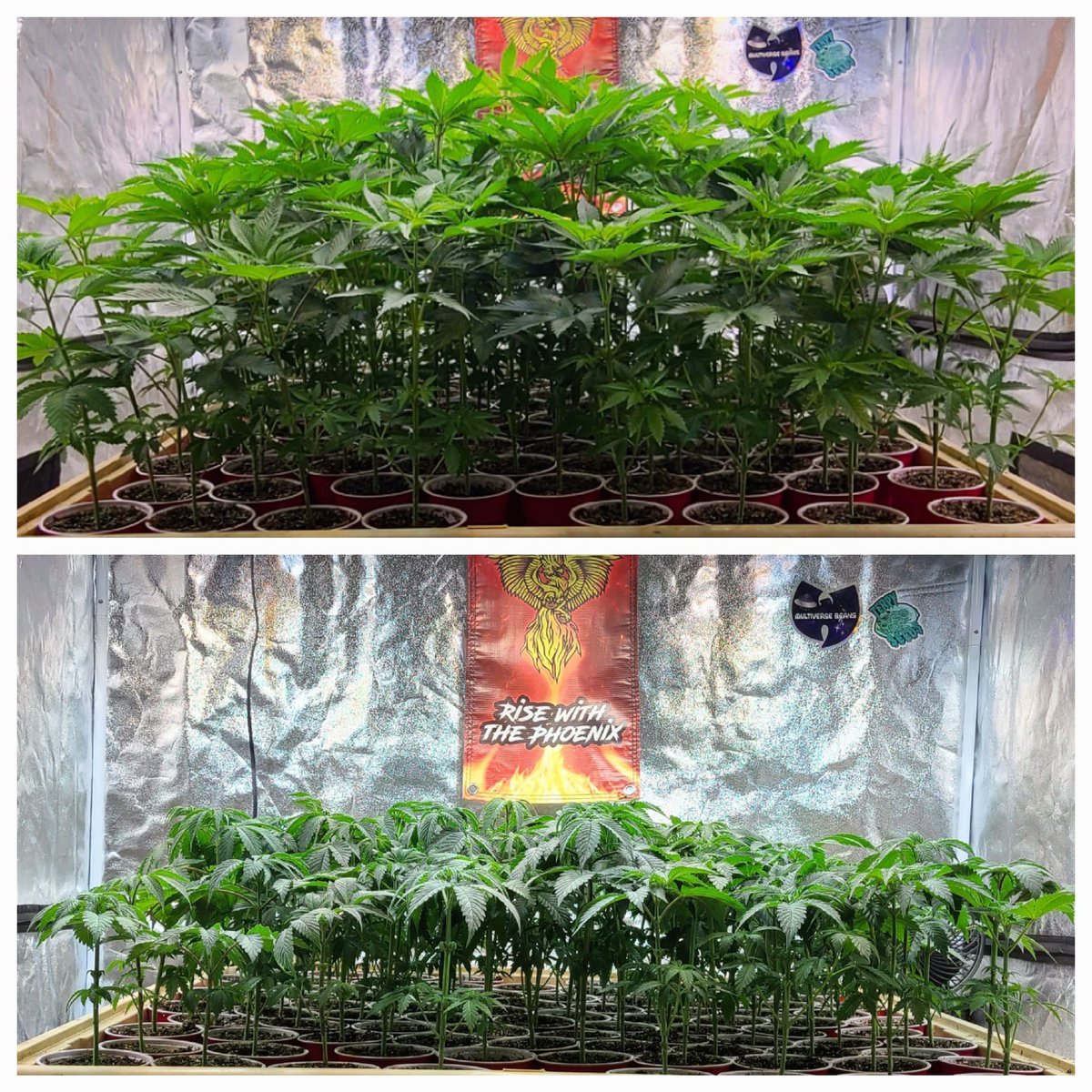 Atticus02021's tweet photo. DAY 5 πΌ > DAY 1 πΈ
Growing only the best @SolfireGardens #Bahamaberry crosses. #solocupgrow #synceled #houseandgarden #promixhp
SIGMA SERIES DROP TONIGHT 9 P.S.T β¬οΈ 15% w/ Code SFCATTICUS https://t.co/9K8VCJroxx
Solfire Gardens collab with @exoticgenetix DONT SLEEP π΄ https://t.co/20eeyfRS89