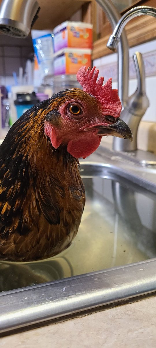 Salinabug's tweet photo. The world's most pampered chicken lives at the Shollers. 

A warm bath, and got blow dried before returning to her coop. 💜

#chickens https://t.co/FIPMIwbQ0f
