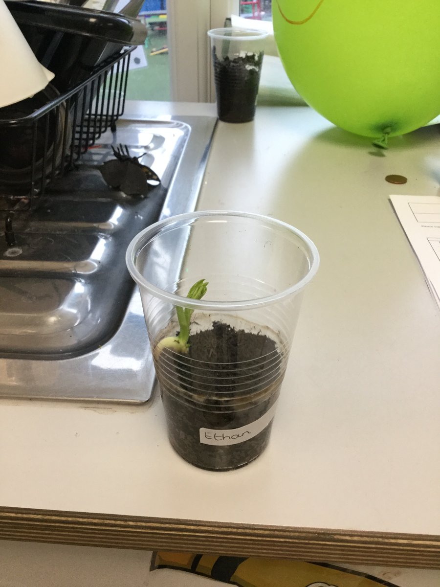 WoodFieldGLT's tweet photo. Reception have been growing beans as part of our 'Growing and Changes' topic. Some of our beans have started to grow quite tall! #EYFS https://t.co/h8RYoKbKsW