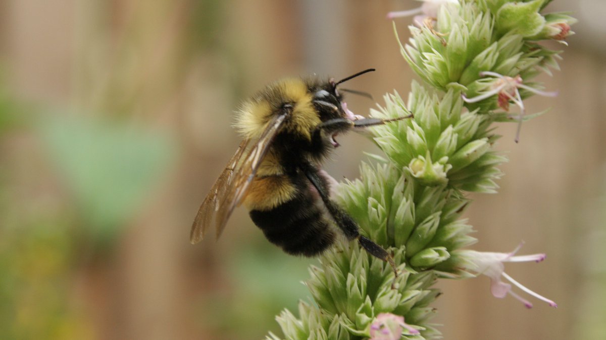 Blue Thumb tweet media