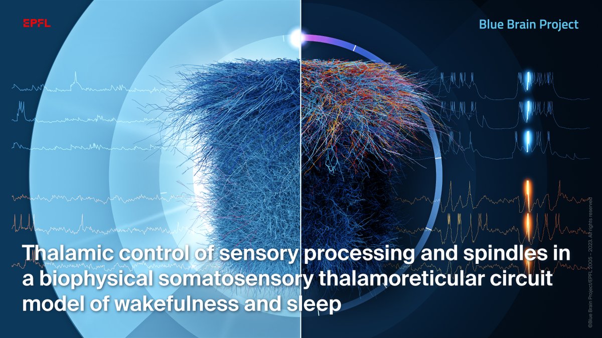 Discover a groundbreaking computational model of the thalamic microcircuit offering new insights into brain dys/function: 14,000 neurons connected by 6 million synapses!
Find out more - actu.epfl.ch/news/new-circu…
Read the paper - doi.org/10.1016/j.celr…
#neuroscience