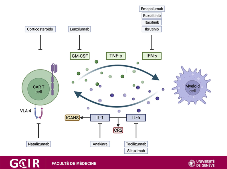 GCIR_Unige's tweet image. Interested in #CARTcells? Read the review on "Novel pathophysiological insights into CAR-T cell associated #neurotoxicity", in @FrontNeurol by @GCIR_Unige member Prof. @MiglioriniDenis! 👉bit.ly/3m4tpNs
#ICANS #glioma #immunotherapy @Hopitaux_unige @DOncologie @unige_en