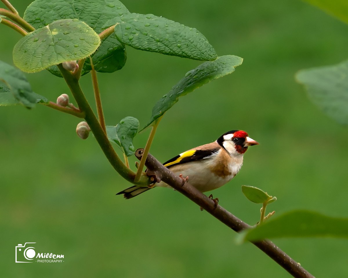 MilenRT's tweet photo. #bird #Slovenia #Slovenija #millenn #nikonphotography #nikon https://t.co/MKXQveXBYy
