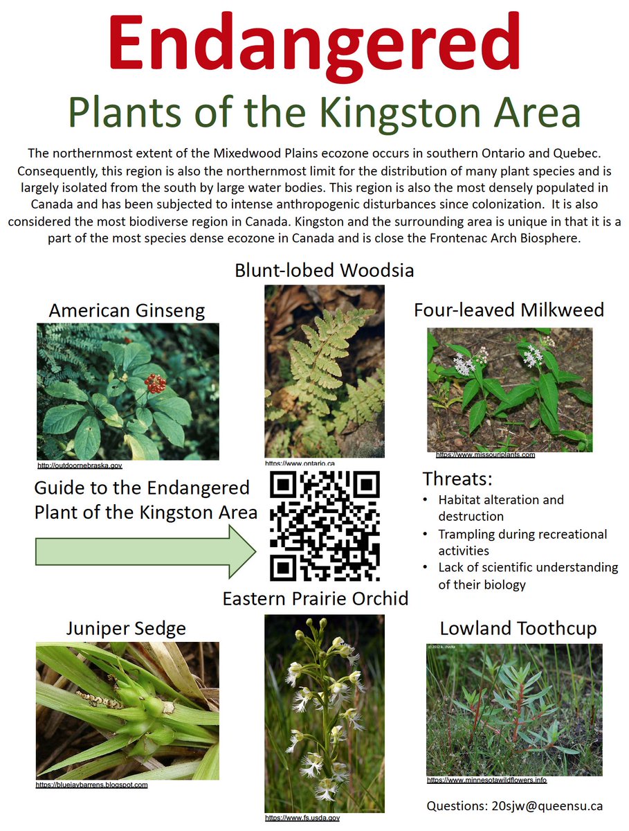 Environmental Biology student Sam Woods wrote an excellent guide to endangered plants of the Kingston area. Use the QR code to link to a downloadable version. #ygk <a href="/QueensUBio/">Queen's Biology</a>