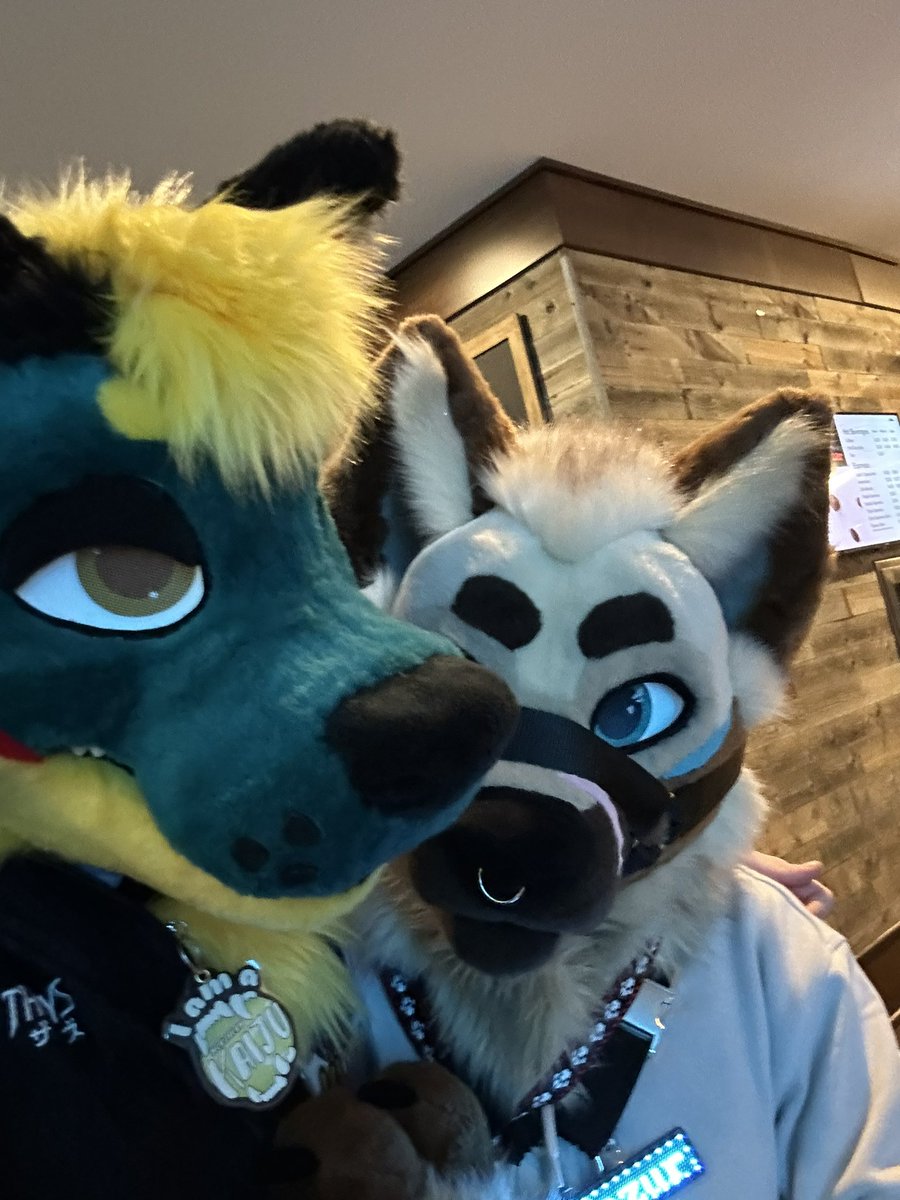 Kyr0TW's tweet photo. Happy #FursuitFriday have more picture of FE ☺️
Suiters:
@ProtoBlake 
@RayLight_Husky 
@Rororora111 
@YazurWolf 
@chipthefur https://t.co/dLWhBOvnfG