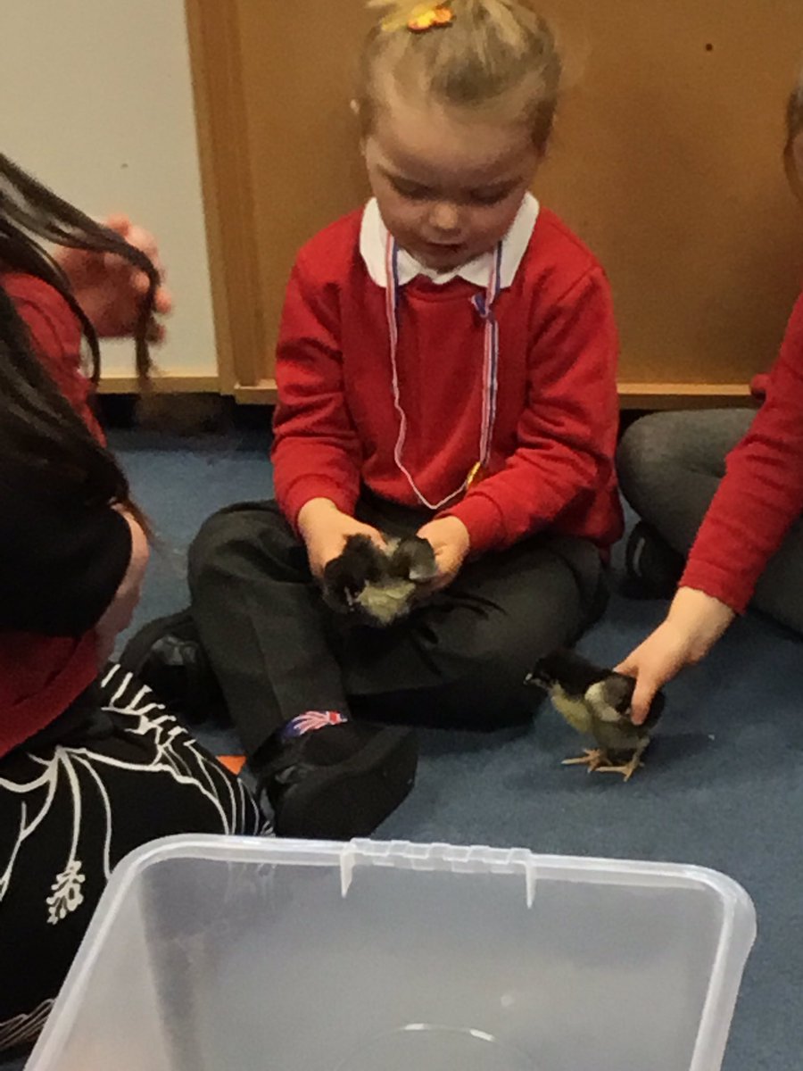NurseryOPS's tweet photo. The children had a very special visit from some chicks today! #easter #understandingtheworld #learningandplaying https://t.co/3wIRmN0ssl