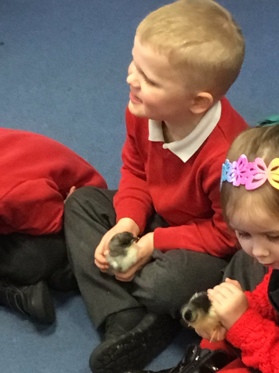 NurseryOPS's tweet photo. The children had a very special visit from some chicks today! #easter #understandingtheworld #learningandplaying https://t.co/3wIRmN0ssl