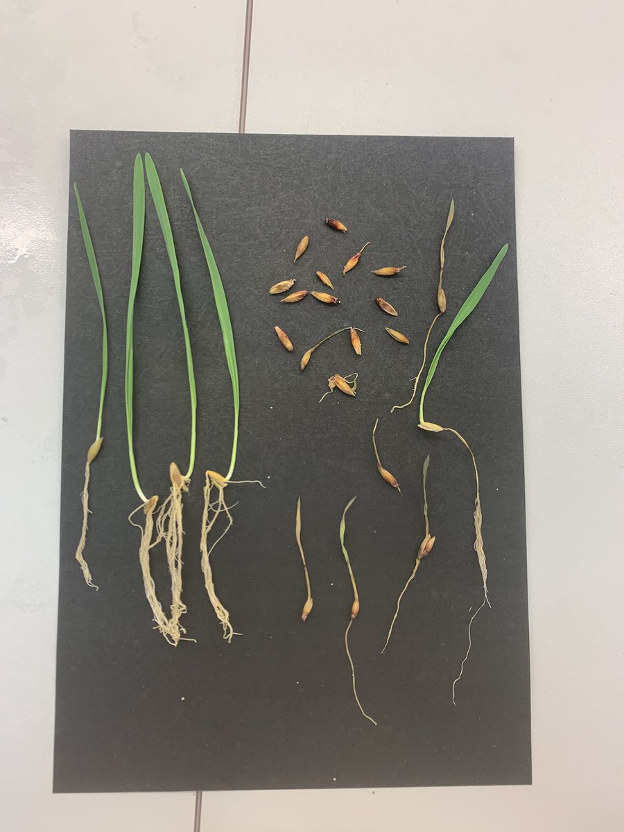 Control plants (left) and Fusarium-inoculated (right). I’ve been testing a more susceptible cultivar. I might have to adjust the concentration of spores next time - I would like to have some actual live plants to analyse 😬 #fusarium #oat