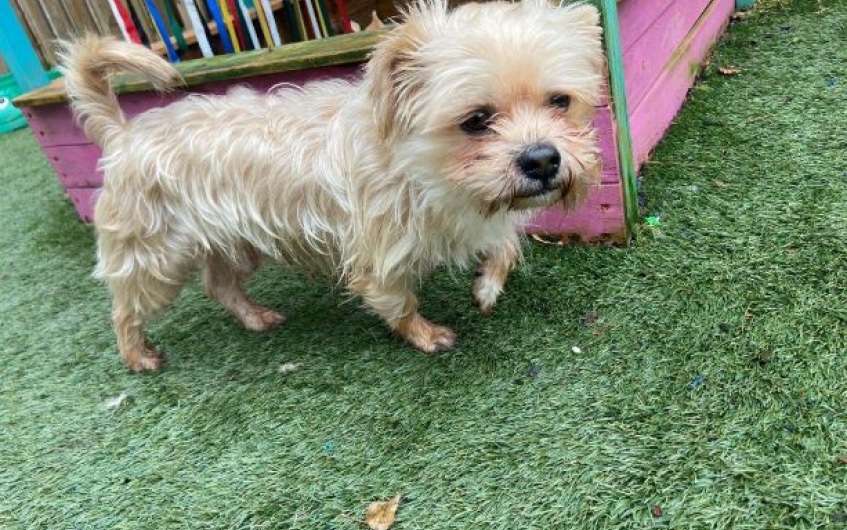 Please retweet to help McSpicey find a home #LANARKSHIRE #SCOTLAND #UK 

Yorkshire terrier aged 5. He is wary of men and ideally would like a female, adult home as the only pet. 
Please read full details before applying 🍀 

DETAILS or APPLY👇
scottishspca.org/rehome-a-pet/1…
#dogs #pets