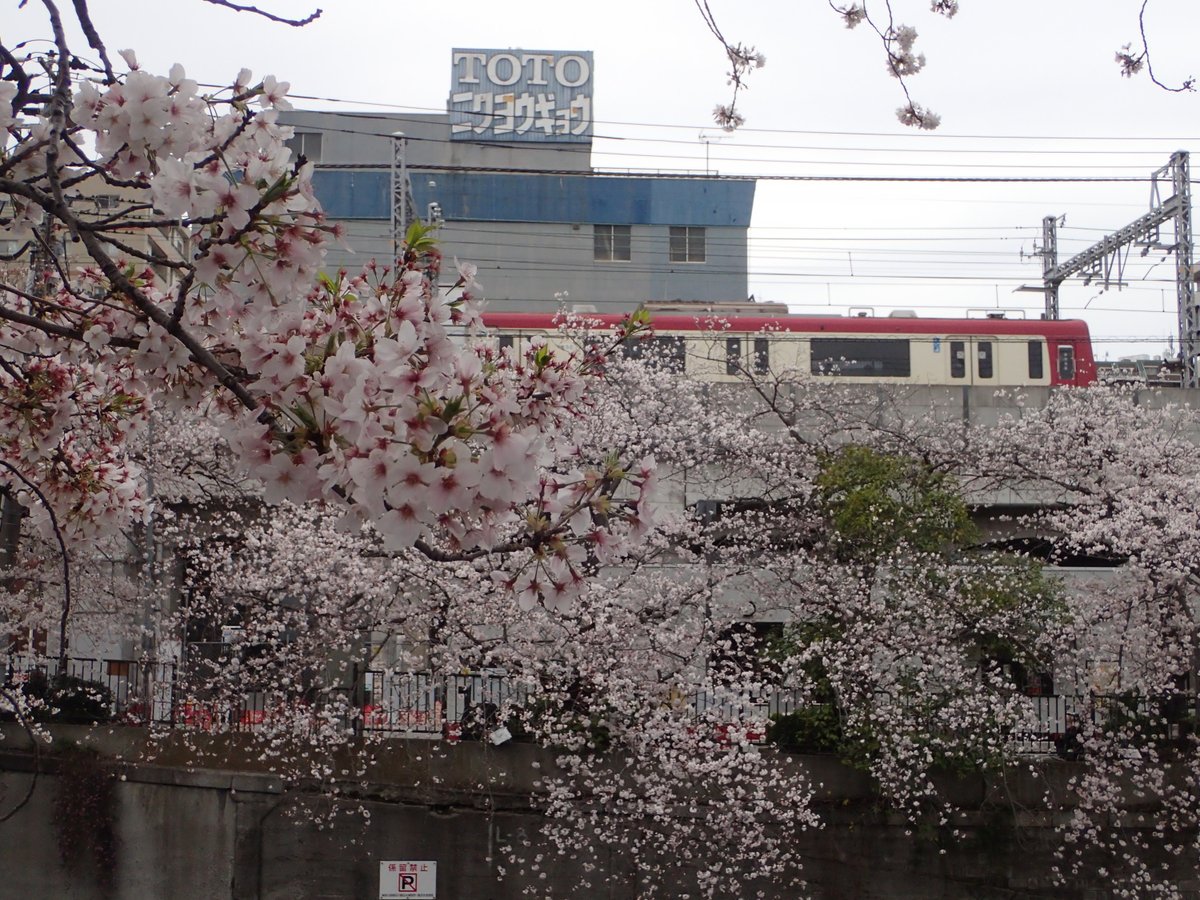 kmatsuPhoto1's tweet photo. 🌸大岡川の桜🌸
横浜市を流れる大岡川の桜，一部は葉桜になりはじめていた。川面には桜の花びらがちりばめられ，その花びらを分けて屋形船などが行き来していた。 https://t.co/Y6WvD5oIU4