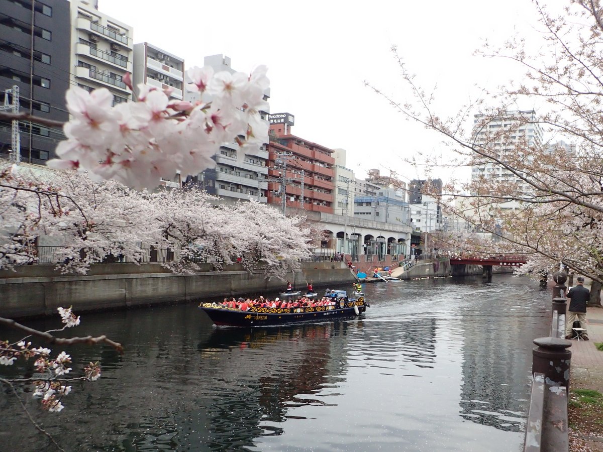 kmatsuPhoto1's tweet photo. 🌸大岡川の桜🌸
横浜市を流れる大岡川の桜，一部は葉桜になりはじめていた。川面には桜の花びらがちりばめられ，その花びらを分けて屋形船などが行き来していた。 https://t.co/Y6WvD5oIU4