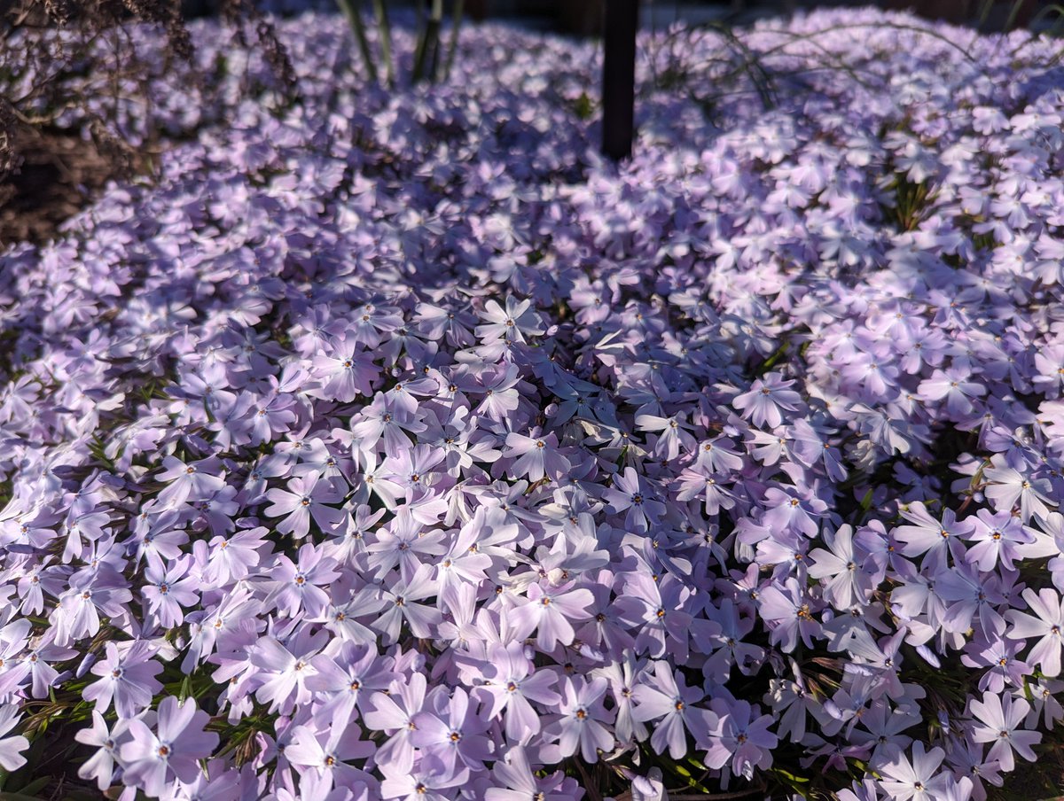 Waterfront Botanical Gardens (@waterfrontgrdns) on Twitter photo News from the Gardens - March 31 🌱 - mailchi.mp/waterfrontgard… News from the Gardens - March 31 🌱 - mailchi.mp/waterfrontgard…