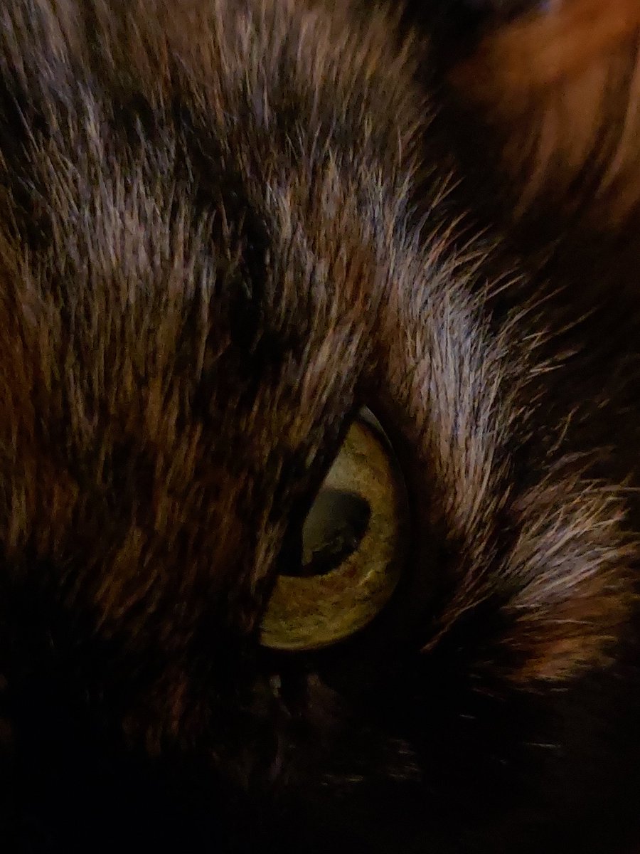 cheech192's tweet photo. Buttercup's eye to end #MarchMacroChallenge https://t.co/y46WuqwRyO