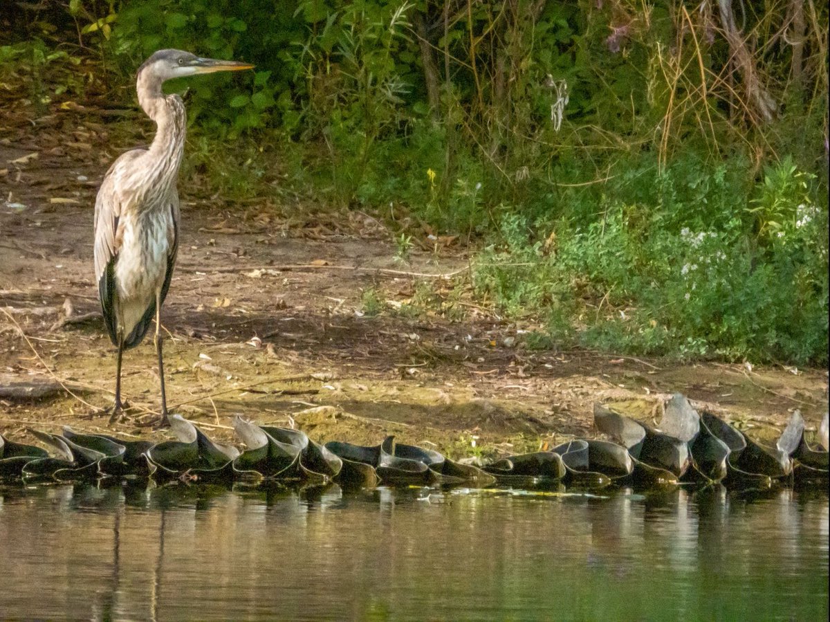 CipherVisuals's tweet photo. @NikonUSA Nikon P1000 in the field https://t.co/eWIY6Cyhai