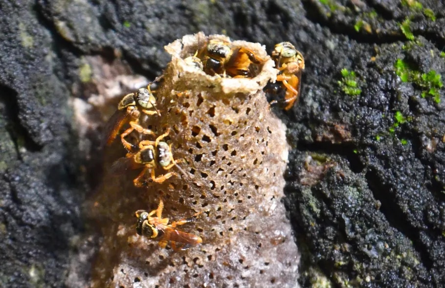 Actualmente existen más de 
20mil especies de abejas, se estima que solo 5% son sociales, dentro de estás se encuentra la tribu Meliponini (abejas sin aguijón)

Las Meliponas son también melíferas con más de 500 especies, que danzan entre flores y colmenas 

Vivir en una Flor!