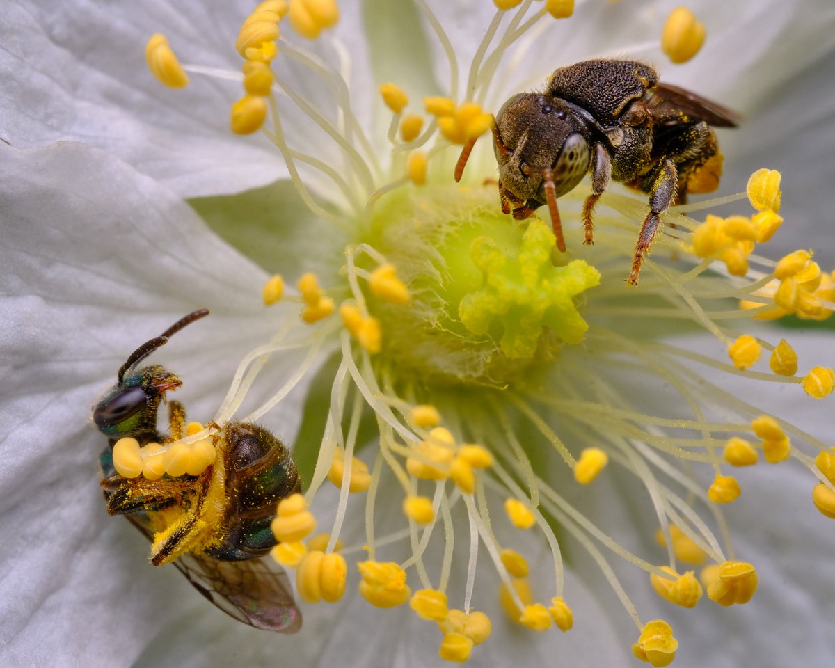 Su presencia en los ecosistemas son determinantes así como la de otro insectos polinizadores Las Meliponas y demás insectos son indicadores de la calidad del entorno, en ambientes profundamente contaminados e intervenidos por la acción del hombre