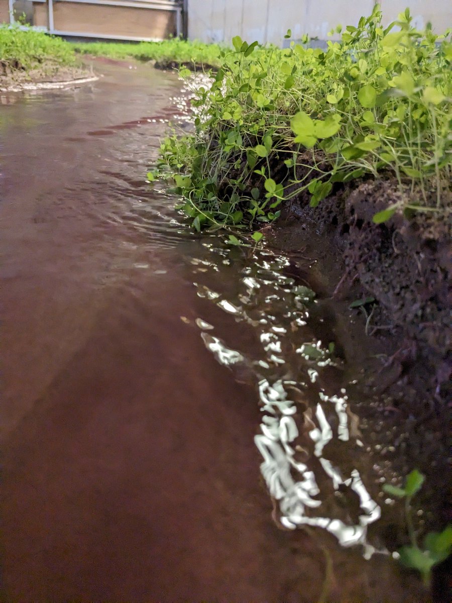 Rivers up the creek (@up_thecreek) on Twitter photo This #FlumeFriday we are watching some interesting landforms evolving in the vegetated flume
Here are some close up shots of bank erosion resulting from base level lowering and #flooding
<a href="/FormasForsk/">Formas, ett forskningsrรฅd fรถr hรฅllbar utveckling.</a> <a href="/EEIatHull/">Energy and Environment Institute</a> <a href="/umeauniversity/">Umeรฅ University</a> <a href="/EvoFlood/">NERC_EvoFLOOD</a> <a href="/StuartMcLelland/">Stuart McLelland ๐บ๐ฆ๐บ๐ฆ๐บ๐ฆ</a> <a href="/bedform/">Prof. Dan Parsons @LboroUniversity ๐๐ง๐ฐ๐โฝ๏ธ๐โณ๐</a> <a href="/Pauline_Dlrm/">Pauline Delorme</a> This #FlumeFriday we are watching some interesting landforms evolving in the vegetated flume
Here are some close up shots of bank erosion resulting from base level lowering and #flooding
<a href="/FormasForsk/">Formas, ett forskningsrรฅd fรถr hรฅllbar utveckling.</a> <a href="/EEIatHull/">Energy and Environment Institute</a> <a href="/umeauniversity/">Umeรฅ University</a> <a href="/EvoFlood/">NERC_EvoFLOOD</a> <a href="/StuartMcLelland/">Stuart McLelland ๐บ๐ฆ๐บ๐ฆ๐บ๐ฆ</a> <a href="/bedform/">Prof. Dan Parsons @LboroUniversity ๐๐ง๐ฐ๐โฝ๏ธ๐โณ๐</a> <a href="/Pauline_Dlrm/">Pauline Delorme</a>