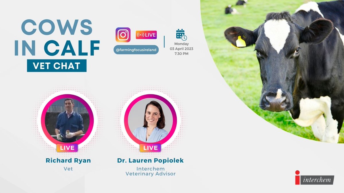 FarmingFocus's tweet photo. On Monday 3rd of April at 7.30 pm, join our Instagram LIVE on #COWSINCALF CHATS with Richard Ryan, a practising vet who’ll share with us the practicalities around #synching, selecting cows for synching, protocols and optimising #fertility herd management.
#dairyfarming https://t.co/mX2k0fRzvx