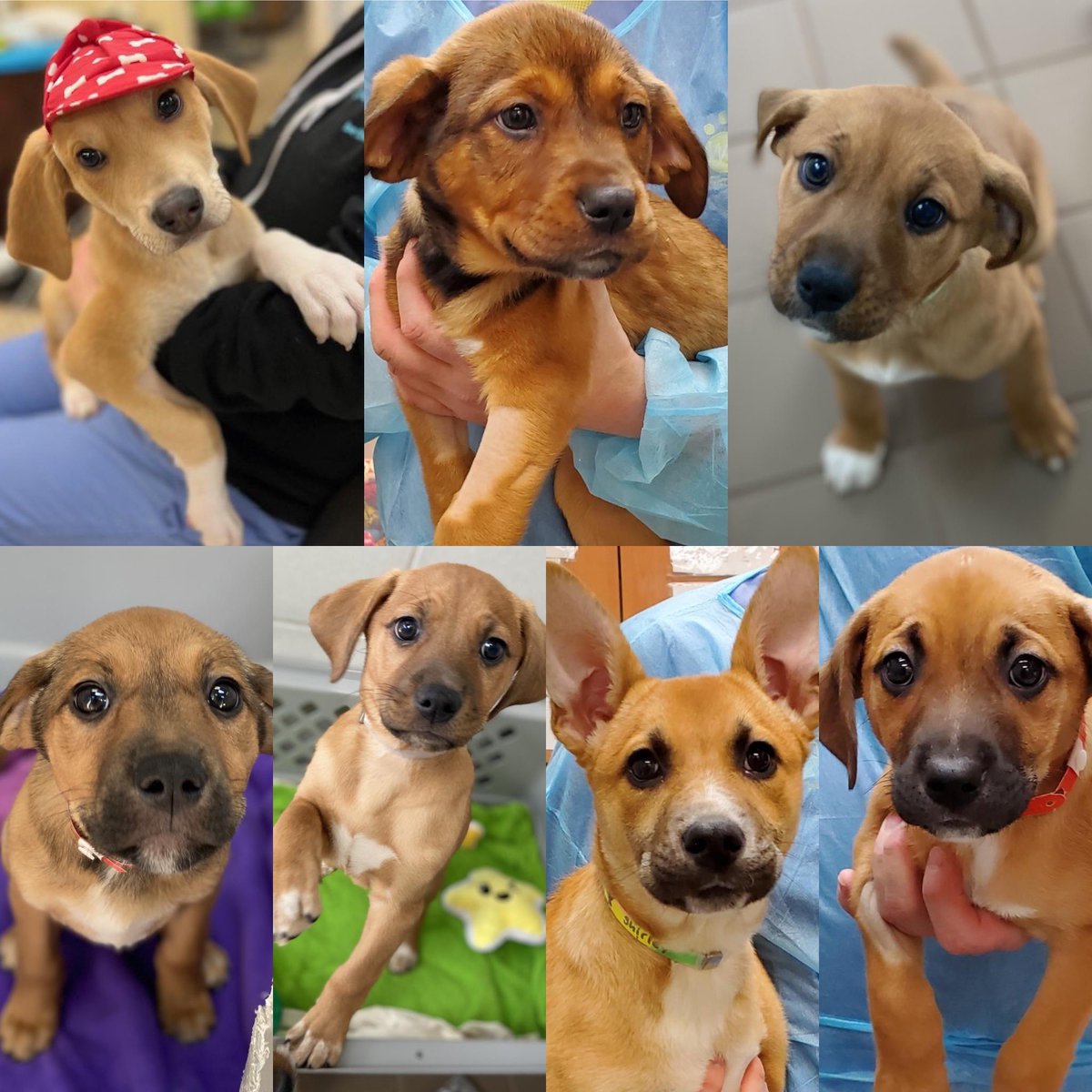 Bideawee's tweet image. If you’re looking for a lifetime of love, cuddles &amp;amp; companionship, we’re looking for you! ❤️🐶 These babies are spayed, neutered, vaccinated, microchipped &amp;amp; ready to be a part of your family. They are located in Wantagh. Apply online today! bideawee.org/adopt-pet/gina…