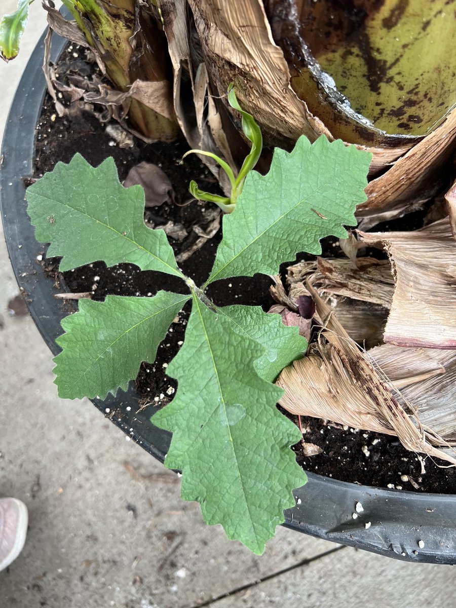 drbillyjbeck's tweet photo. Received these photos yesterday - #oak seedlings sprouting in containerized #banana plants.
Some sneaky critter may have created a new #agroforestry practice? 😉
#extension #extensionlife #forestry https://t.co/MKPHOfyuNi