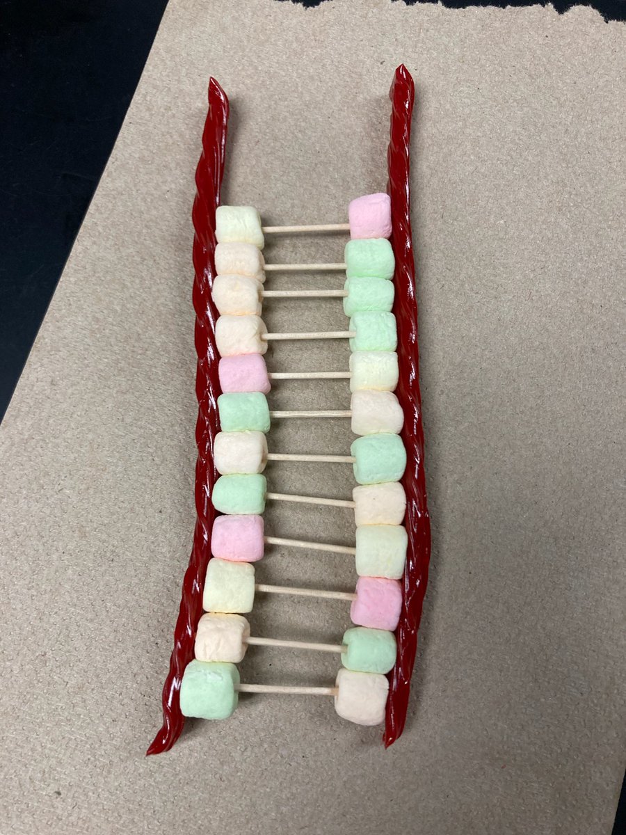HortzScience's tweet photo. Making Models of DNA with Twizzlers and Marshmallows... A great way to spend a Friday before break! @GreeceArcadia @MrsHorton151 @GCSDsuper @hortzclass @GreeceCentral https://t.co/vwRomw4dfs