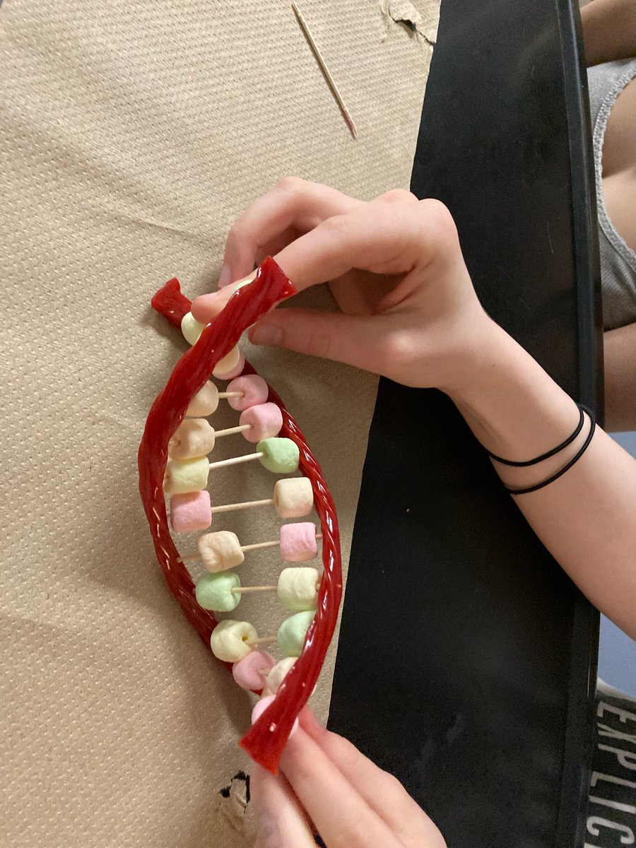HortzScience's tweet photo. Making Models of DNA with Twizzlers and Marshmallows... A great way to spend a Friday before break! @GreeceArcadia @MrsHorton151 @GCSDsuper @hortzclass @GreeceCentral https://t.co/vwRomw4dfs