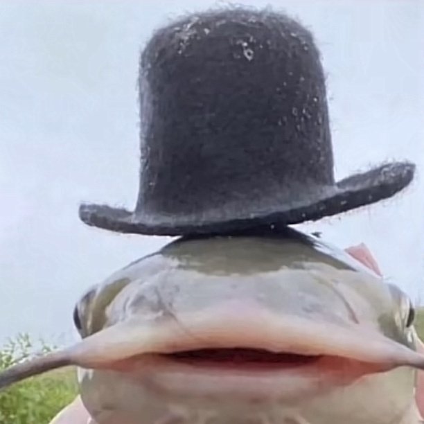 AnOriginalUserG's tweet photo. rise and shine lovely people!! fancy fellow wishes a good day upon you https://t.co/SbE6EgOwSR