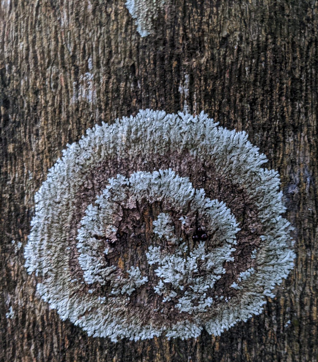 Patterns at Dusk... #lichen