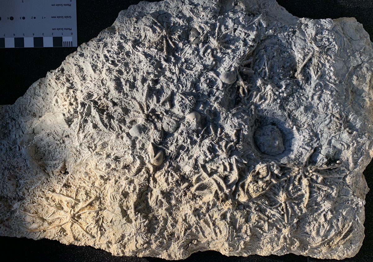 Paul {Atreides} Wood Retroidmastodon.social on Twitter "RT tim_ewin