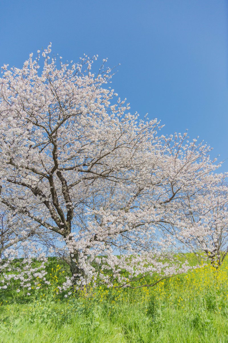 ⁡⁡
【春爛漫】⁡

⁡⁡ #桜が満開
 #さくら ⁡
⁡#桜⁡⁡ ⁡
⁡ #菜の花

⁡⁡#まーふぉと⁡
⁡⁡#ファインダー越しの私の世界ᅠ
⁡⁡
⁡
