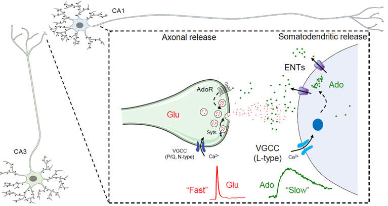 (1/5) “New techniques–New discoveries–New ideas". Happy to share our study on somatodendritic adenosine release was published on PNAS today. <a href="/ZhaofaW/">Zhaofa Wu</a>  #Adenosine #Release
pnas.org/doi/10.1073/pn…
