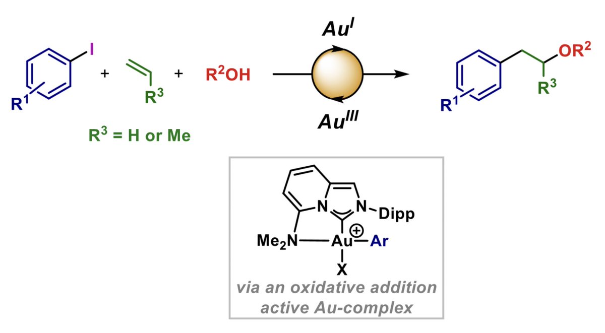 JamieCadge's tweet photo. Great to work with @SamuelScott92 and @GraceBoden7 on our recent paper describing the redox neutral 1,2-oxyarylation of feedstock alkenes using a hemi-labile NHC Au complex! Now in @angew_chem : https://t.co/z3UFspehxs https://t.co/jknywFSpET